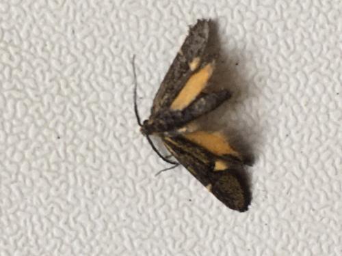 Esperia sulphurella